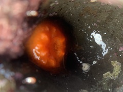 Balanophyllia elegans