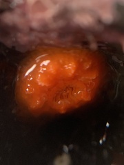 Balanophyllia elegans