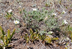 Vittadinia australis