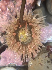 Anthopleura artemisia