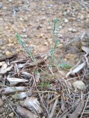 Thamnosma texana