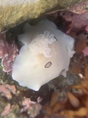 Diaulula sandiegensis