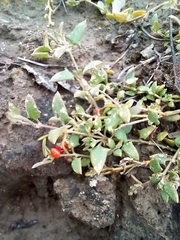 Chenopodium nutans nutans