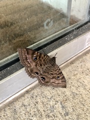 Speiredonia spectans