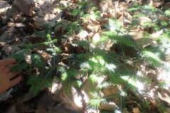Abies pinsapo marocana