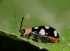 Omophoita