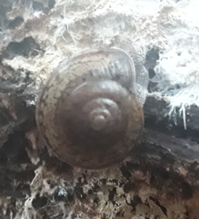 Helminthoglypta cypreophila