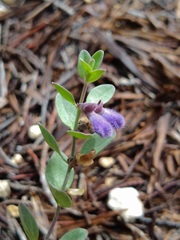 Scutellaria wrightii