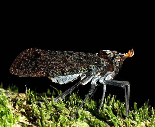 Phrictus auromaculatus