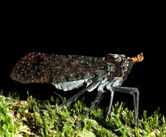 Phrictus auromaculatus