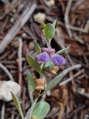 Scutellaria wrightii