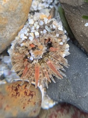 Anthopleura artemisia