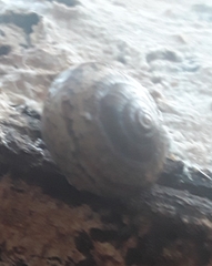Helminthoglypta cypreophila