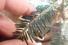 Abies pinsapo marocana
