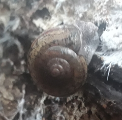 Helminthoglypta cypreophila