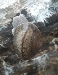 Helminthoglypta cypreophila