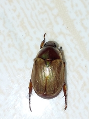 Callistethus marginatus