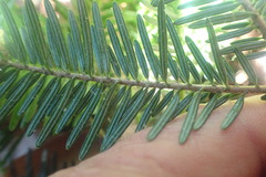 Abies pinsapo marocana