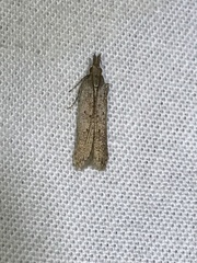 Dichomeris ligulella