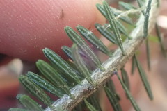 Abies pinsapo marocana