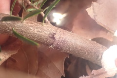 Abies pinsapo marocana