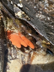 Porifera