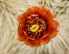 Cylindropuntia chuckwallensis