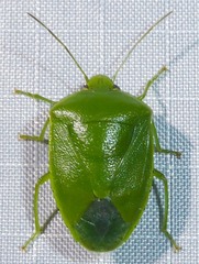 Glaucias amyoti