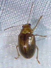 Eucolaspis