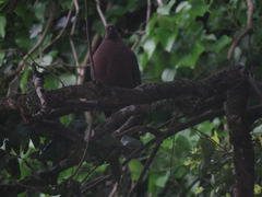 Patagioenas araucana