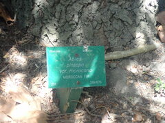 Abies pinsapo marocana