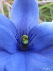 Thelymitra venosa