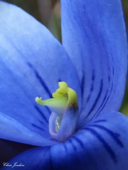 Thelymitra venosa