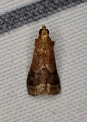 Eulogia ochrifrontella