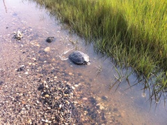 Malaclemys terrapin terrapin