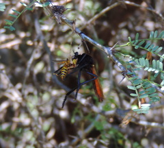 Archilestris magnificus