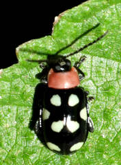 Omophoita