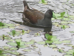 Porphyriops melanops