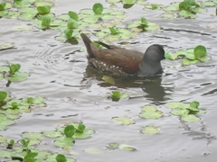 Porphyriops melanops