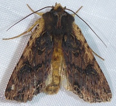 Meterana alcyone