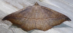 Sarisa muriferata