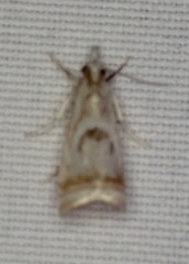 Microcrambus elegans