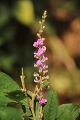 Grona heterocarpos