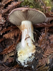 Cortinarius adonis