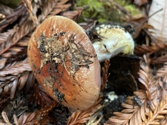 Cortinarius adonis