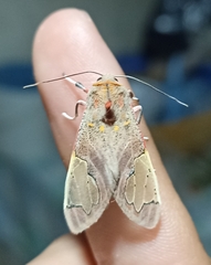 Bertholdia