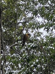 Colaptes campestris campestris