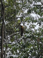 Colaptes campestris campestris