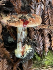 Cortinarius adonis