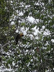 Colaptes campestris campestris